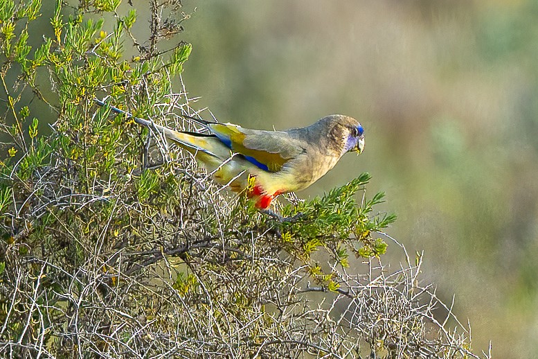 Perico Cariazul - ML591121481