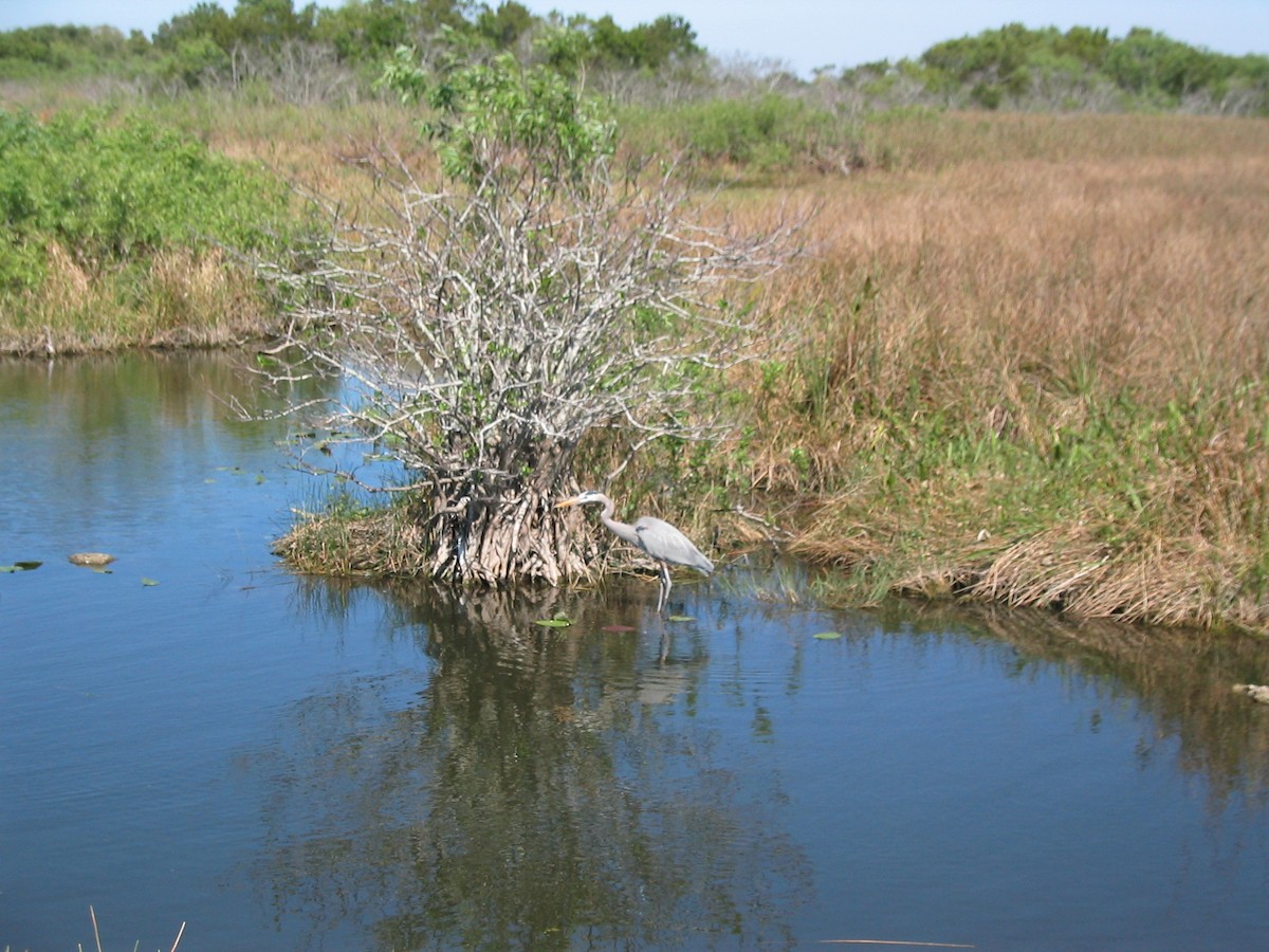 Great Blue Heron - ML591121611