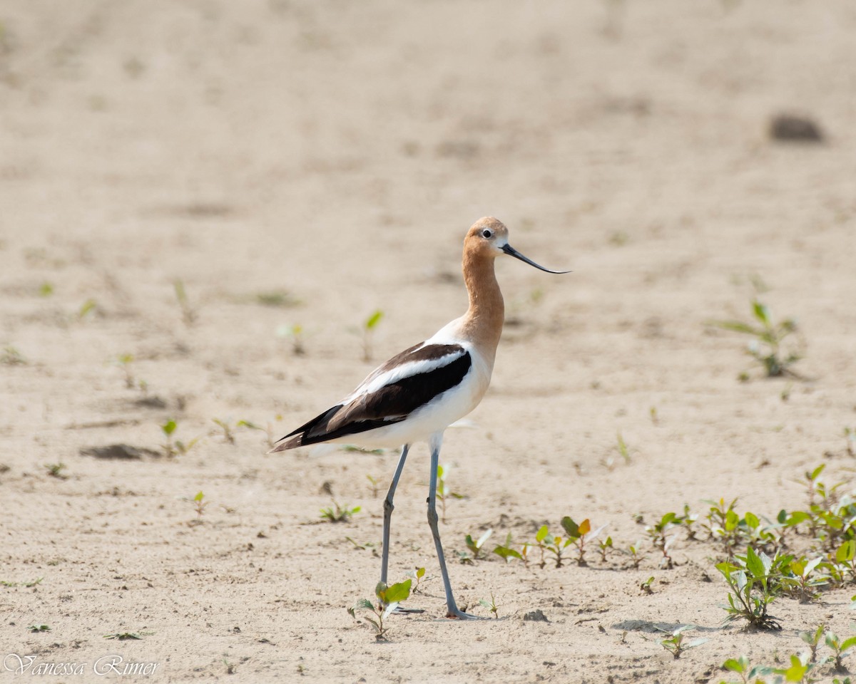 American Avocet - ML591122221