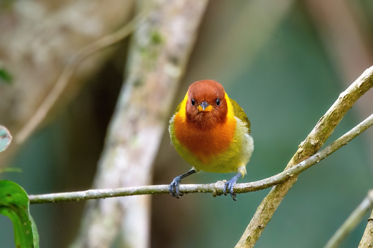 Rufous-headed Tanager - Marcos Eugênio Birding Guide