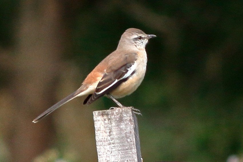 White-banded Mockingbird - Manfred Bienert