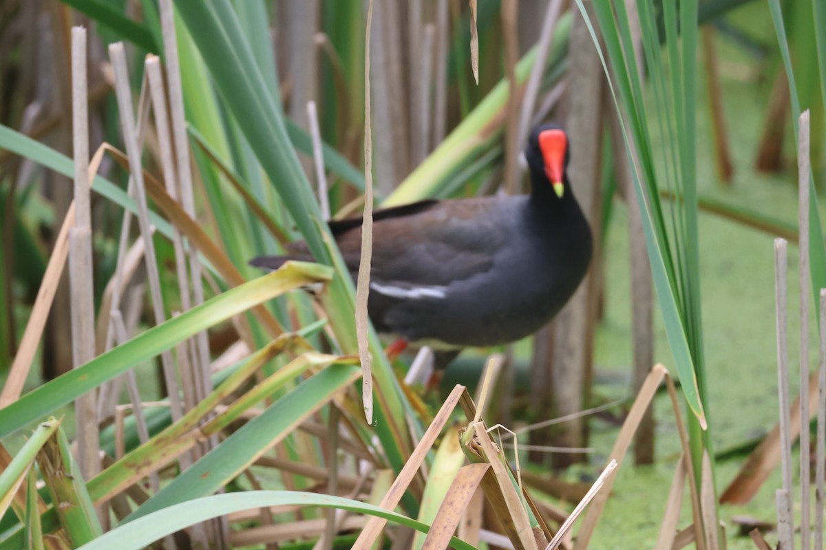 Common Gallinule - ML591122641