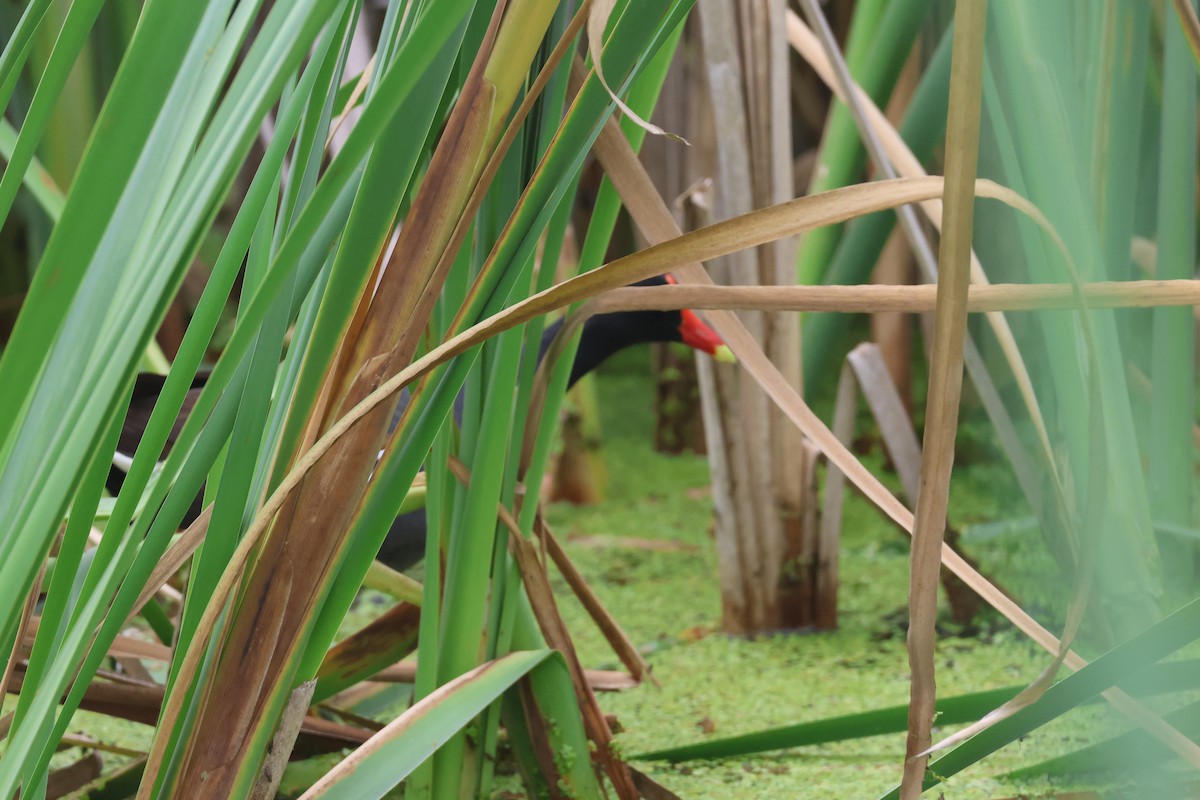 Common Gallinule - ML591122661