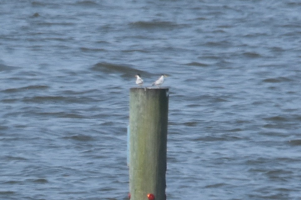 Least Tern - ML591122771