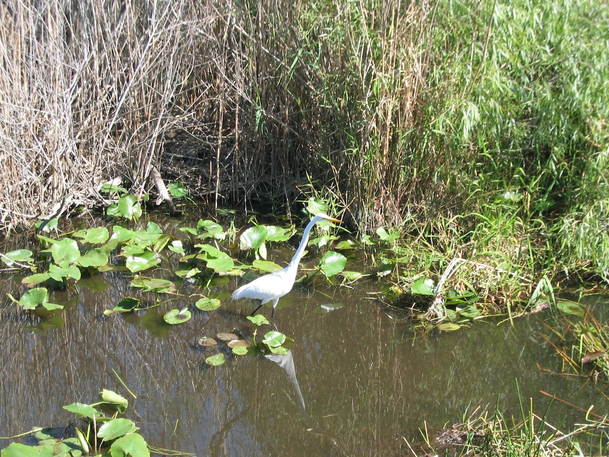 Great Egret (American) - Anonymous