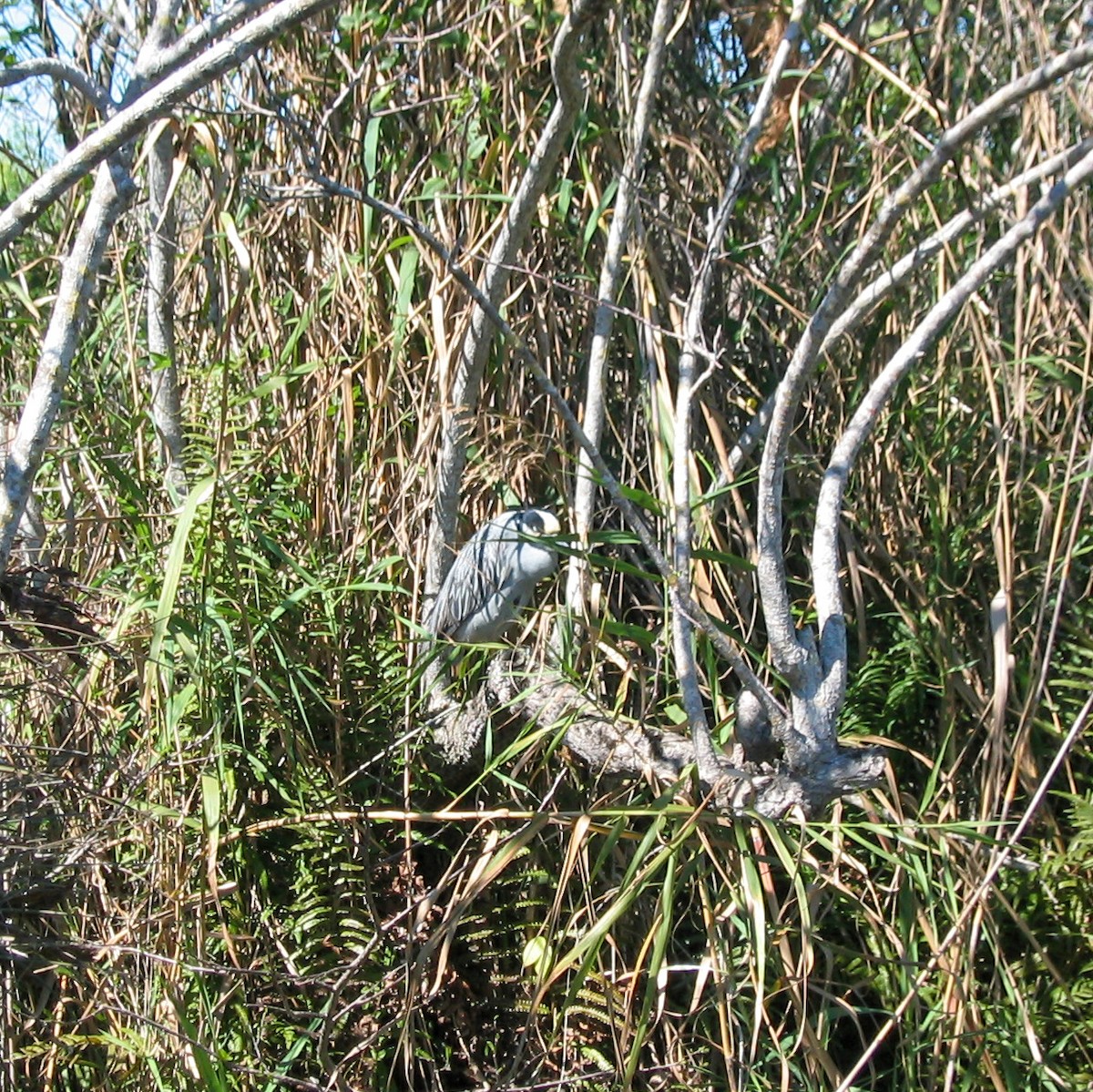 Black-crowned Night Heron - ML591123141