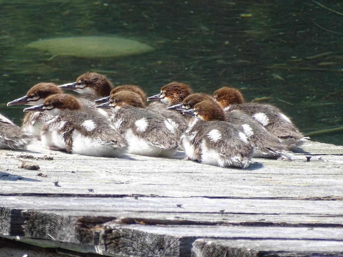 Common Merganser - Jim Walton