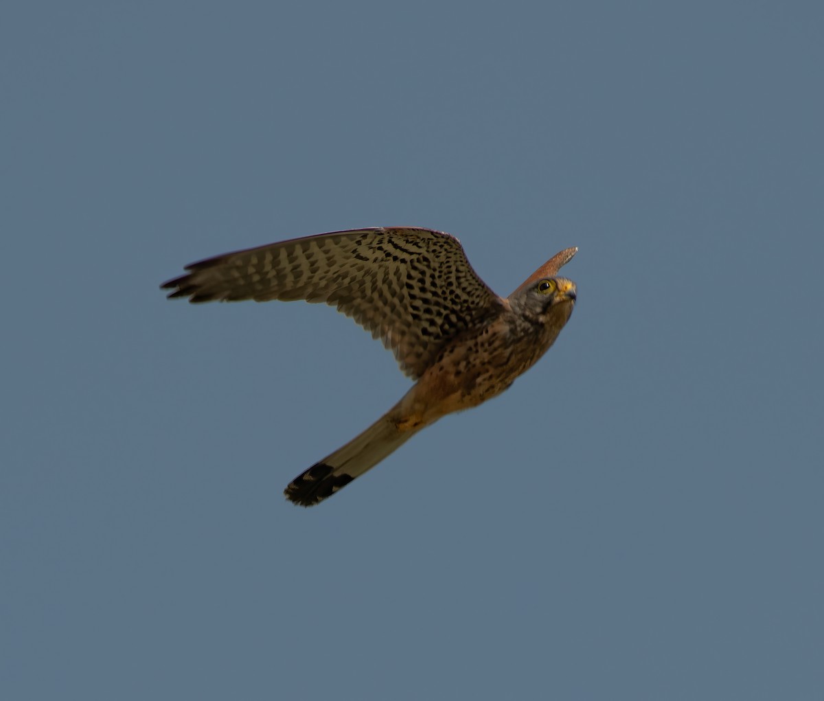 Eurasian Kestrel - Mohannad Baghlaf