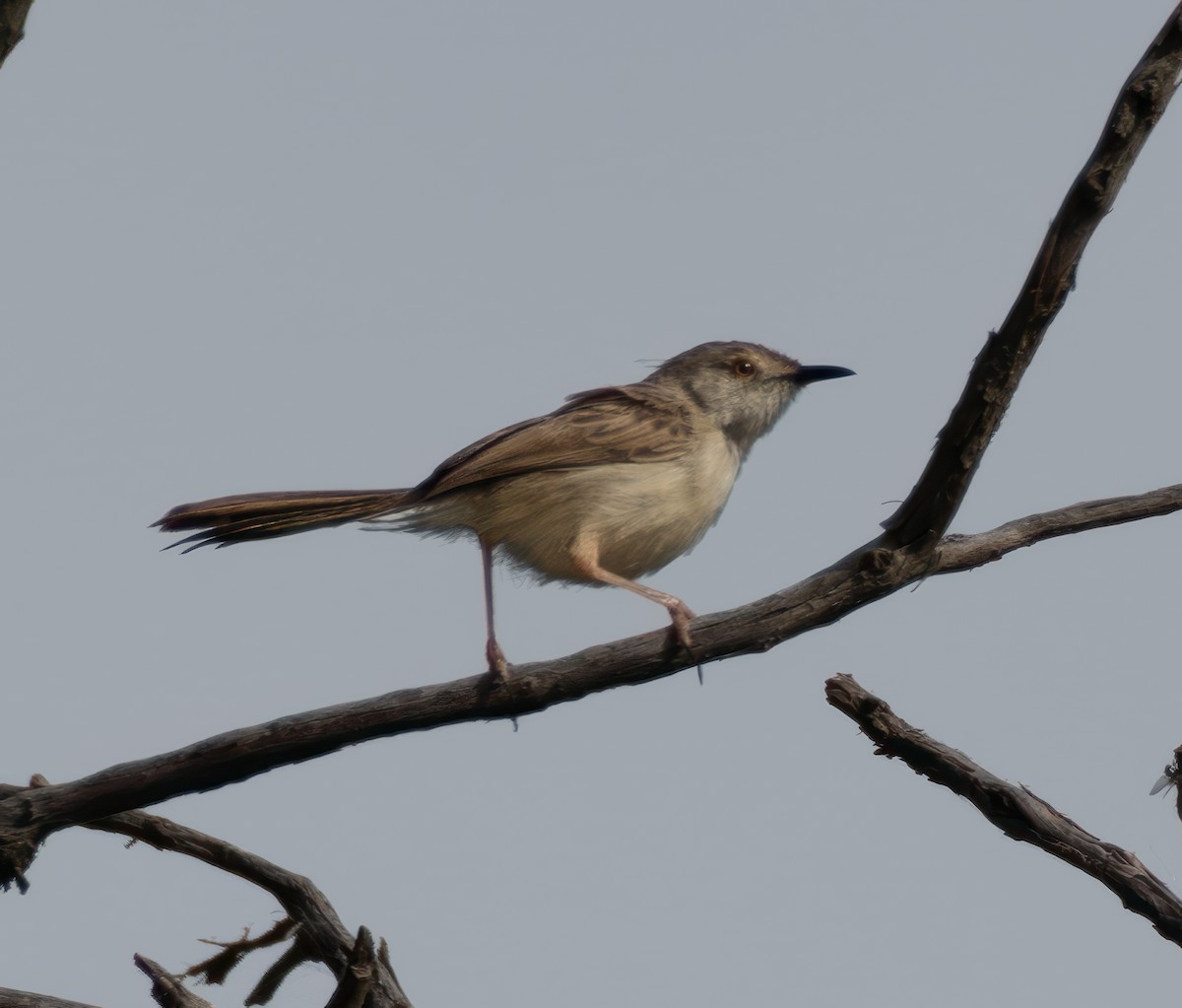 Graceful Prinia - Mohannad Baghlaf