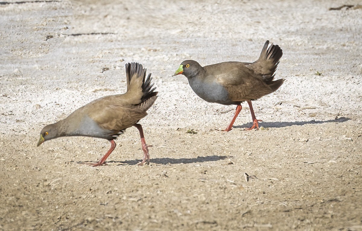 Black-tailed Nativehen - ML591124751