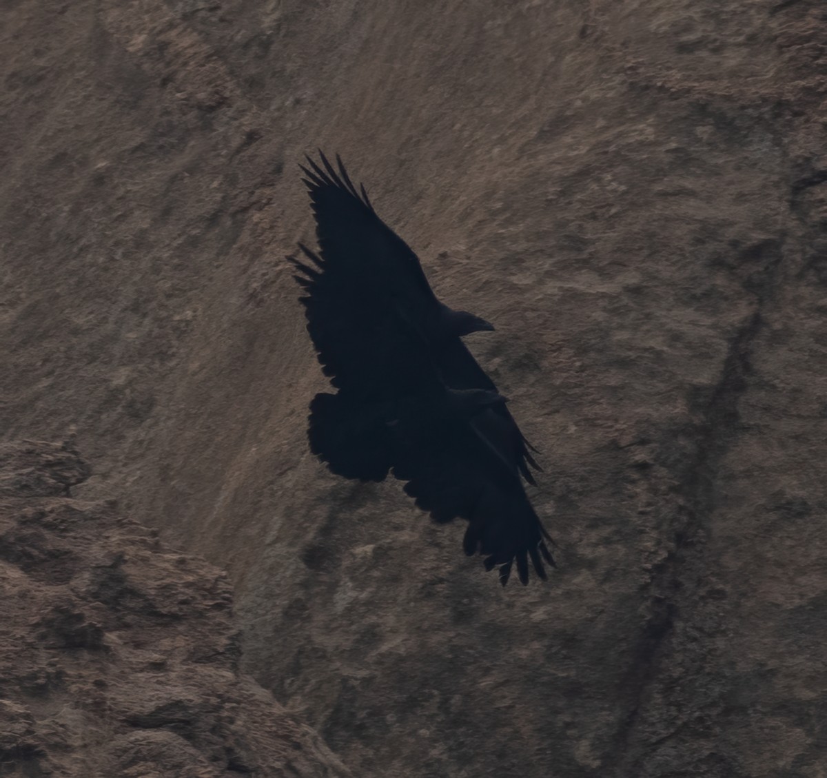 Fan-tailed Raven - Mohannad Baghlaf