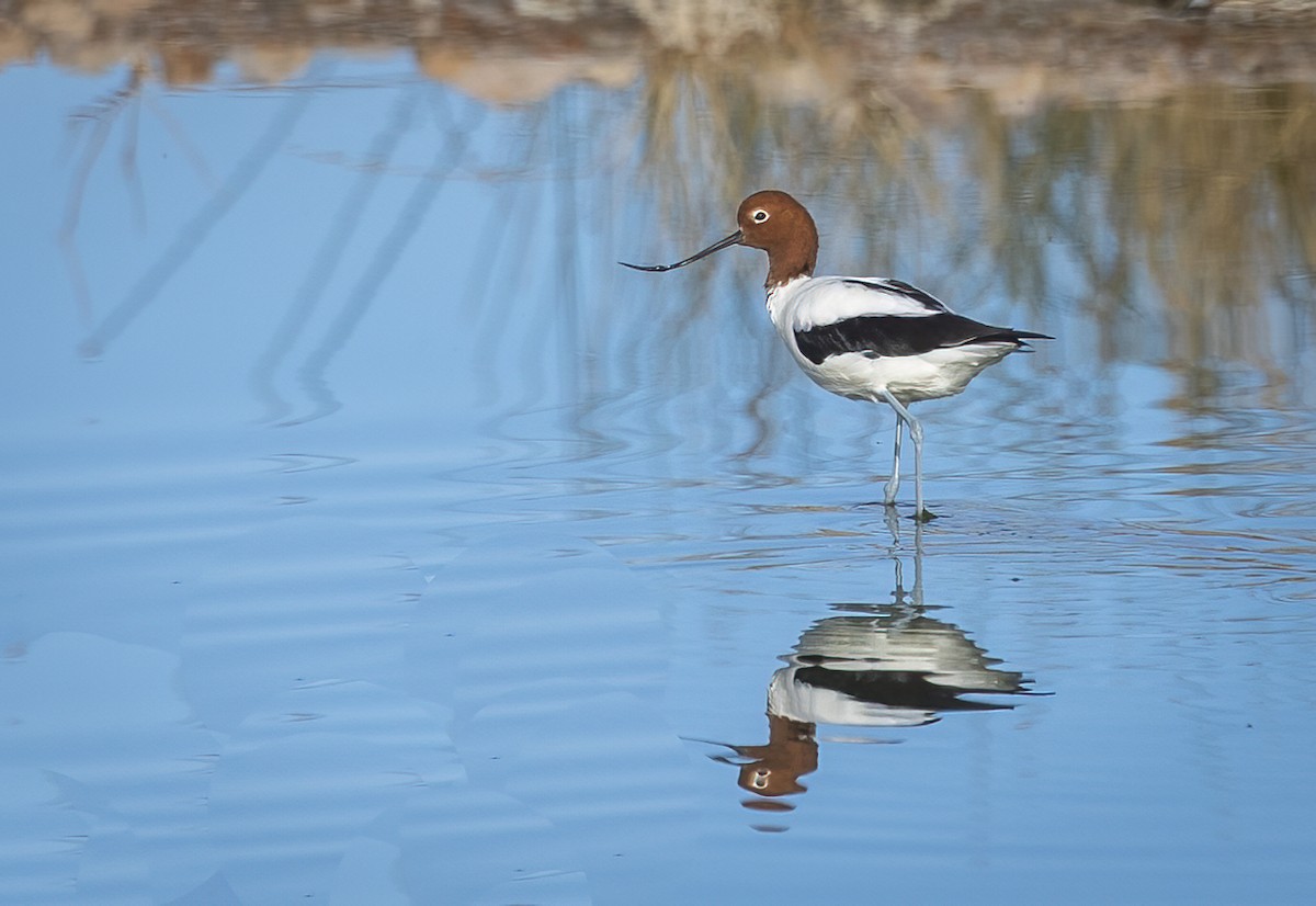 Avocette d'Australie - ML591124821