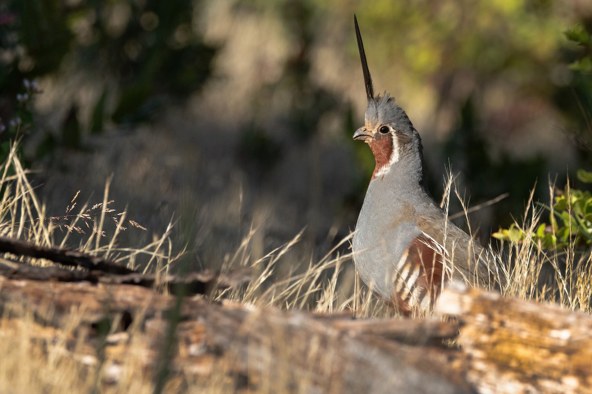 Mountain Quail - ML591124911