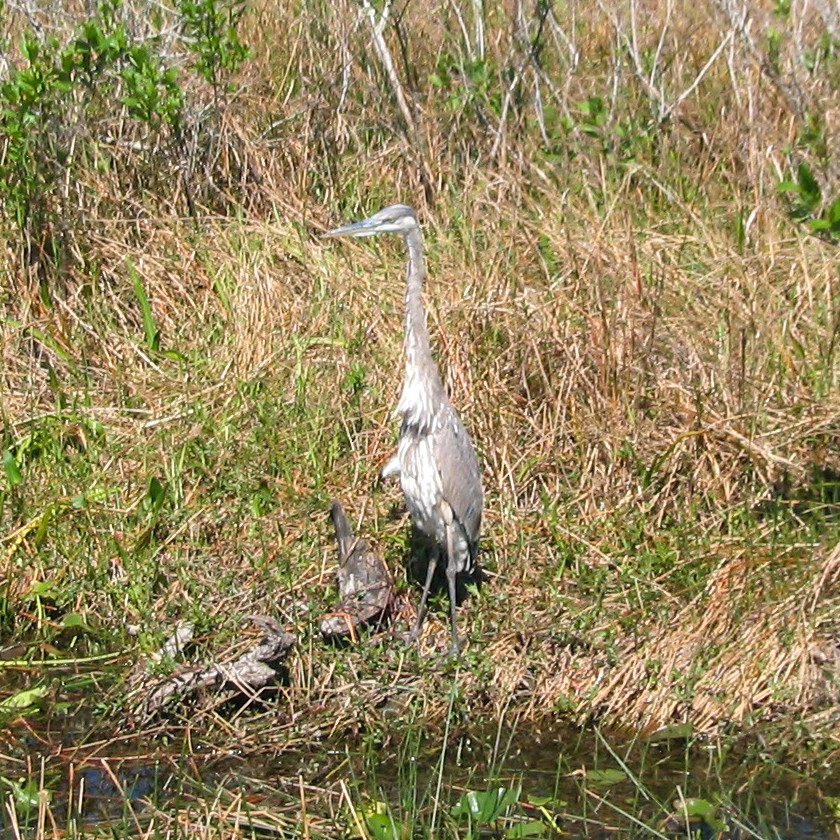 Great Blue Heron - ML591125041