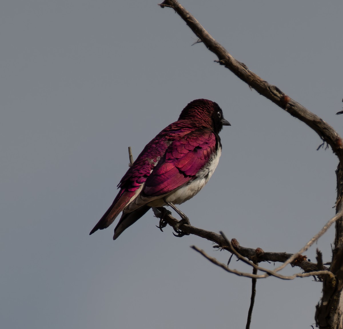 Violet-backed Starling - ML591125051