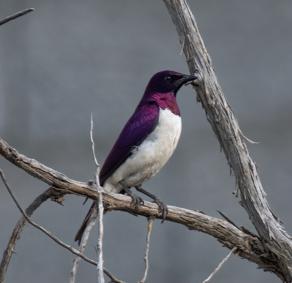 Violet-backed Starling - ML591125061