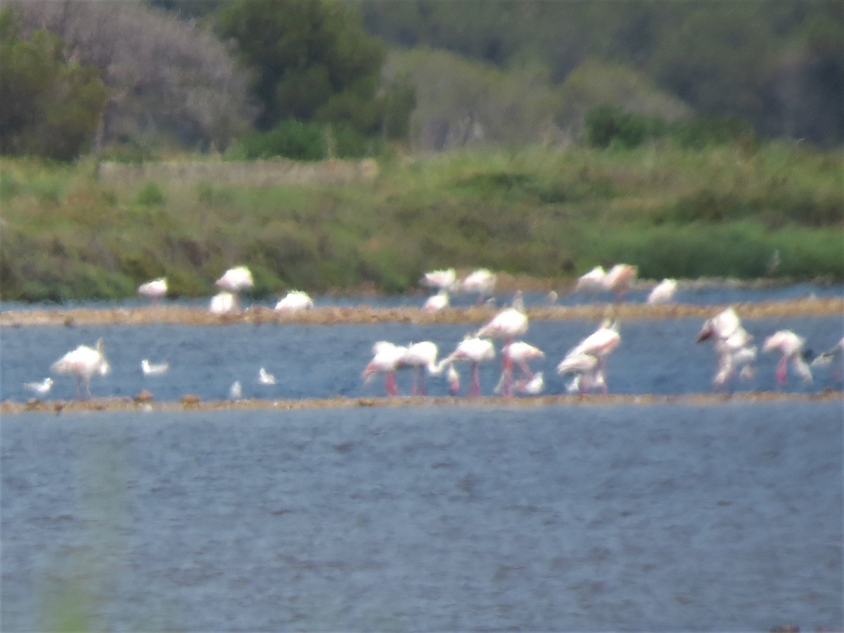 Greater Flamingo - ML591125281