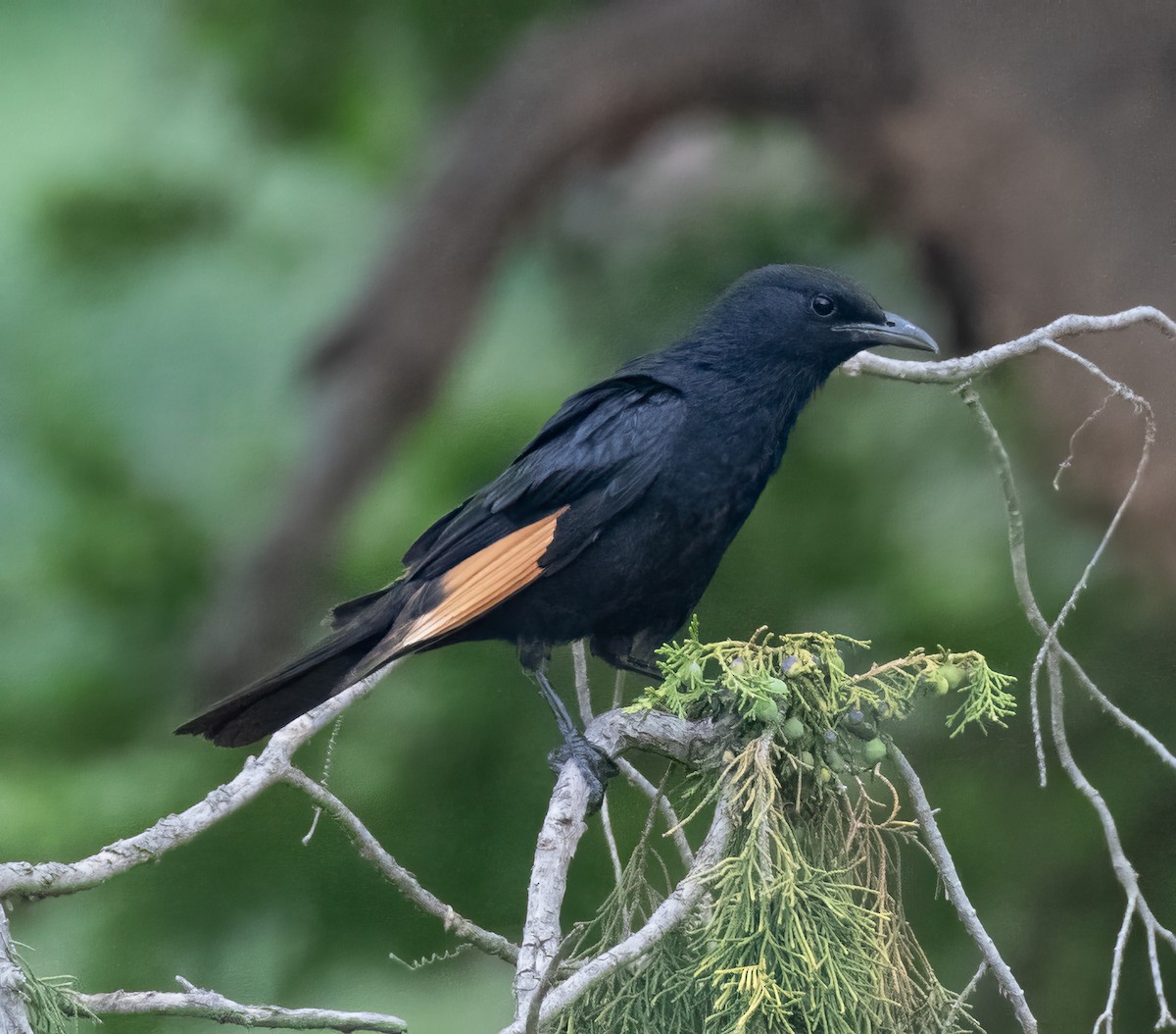 Tristram's Starling - Mohannad Baghlaf