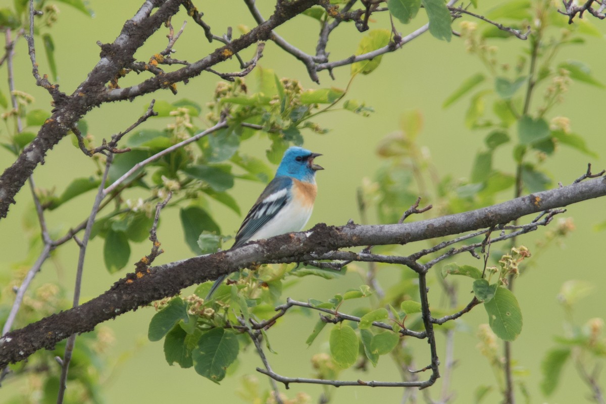 Lazuli Bunting - Jesse Amesbury