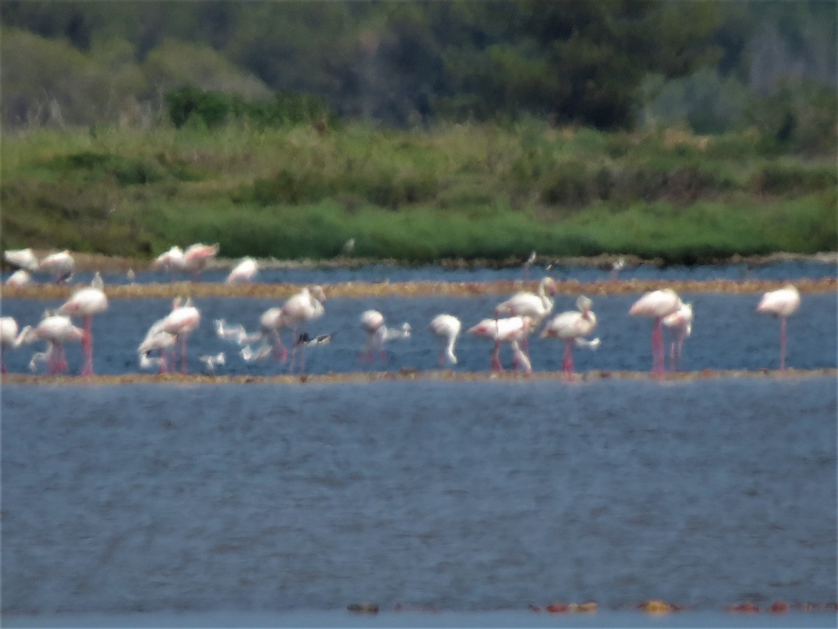 Greater Flamingo - ML591125901