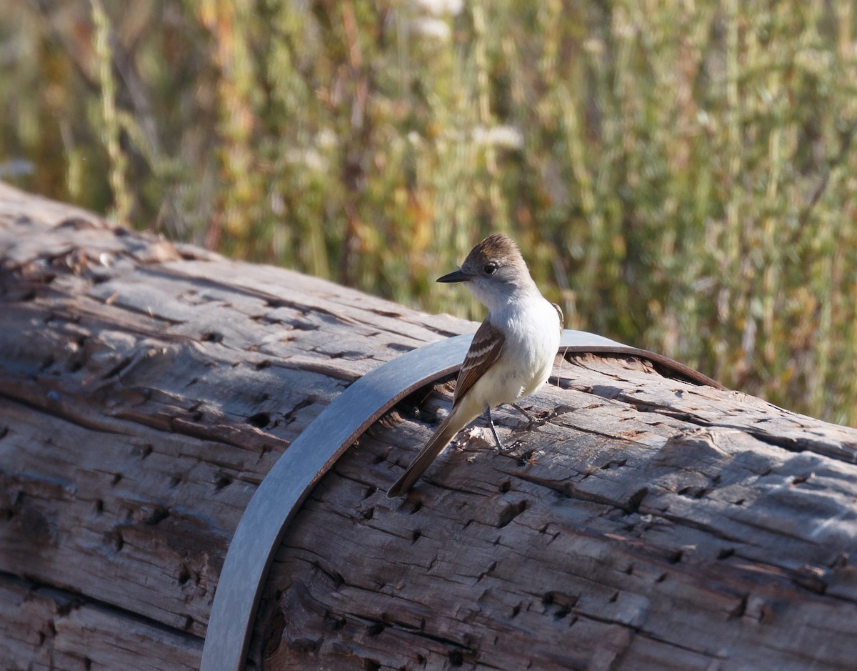 Ash-throated Flycatcher - ML59112601