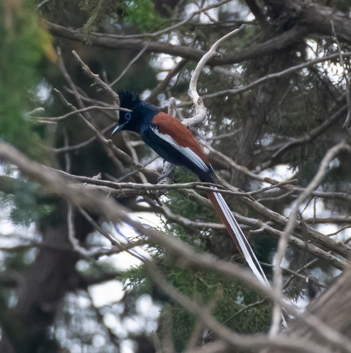 African Paradise-Flycatcher - Mohannad Baghlaf