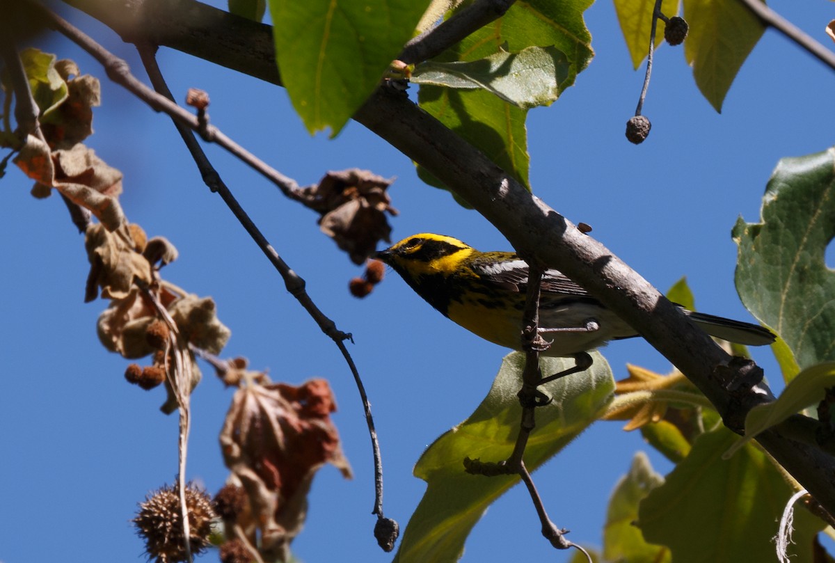 Townsend's Warbler - ML59112681