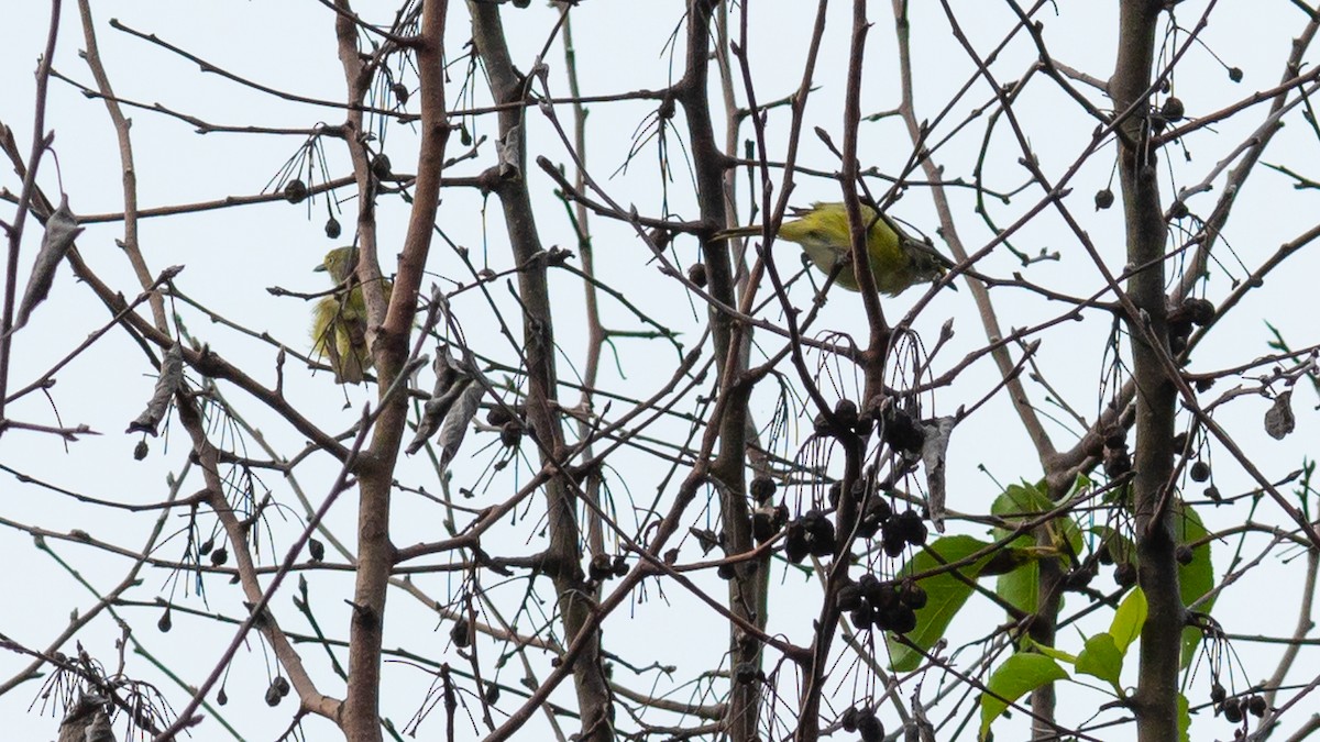 White-eyed Vireo - ML591127971