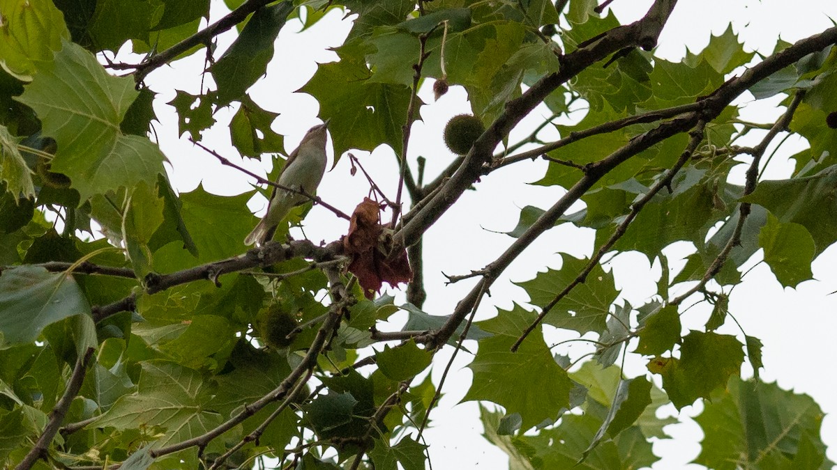 Vireo Ojirrojo - ML591128041