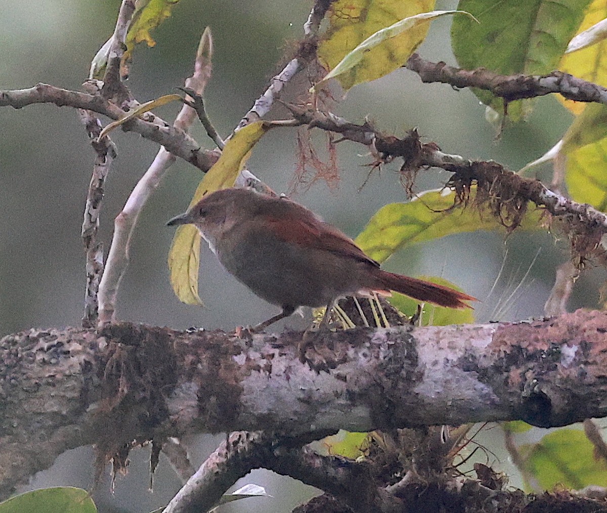 Red-faced Spinetail - ML591128351