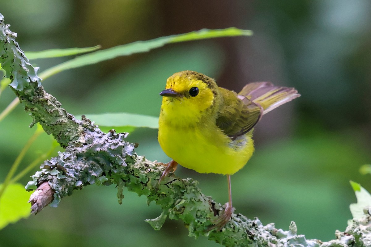 Hooded Warbler - Mary Barritt