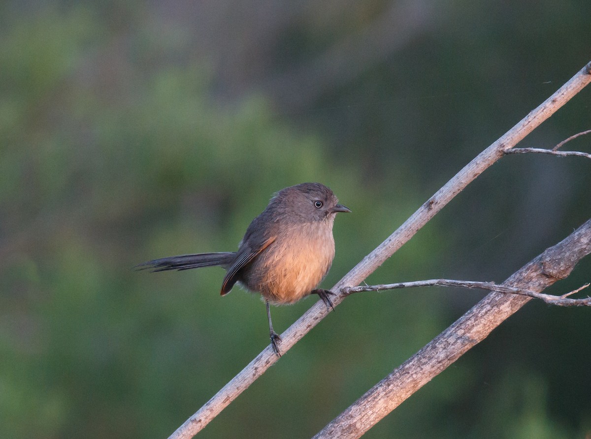 Wrentit - ML59112851