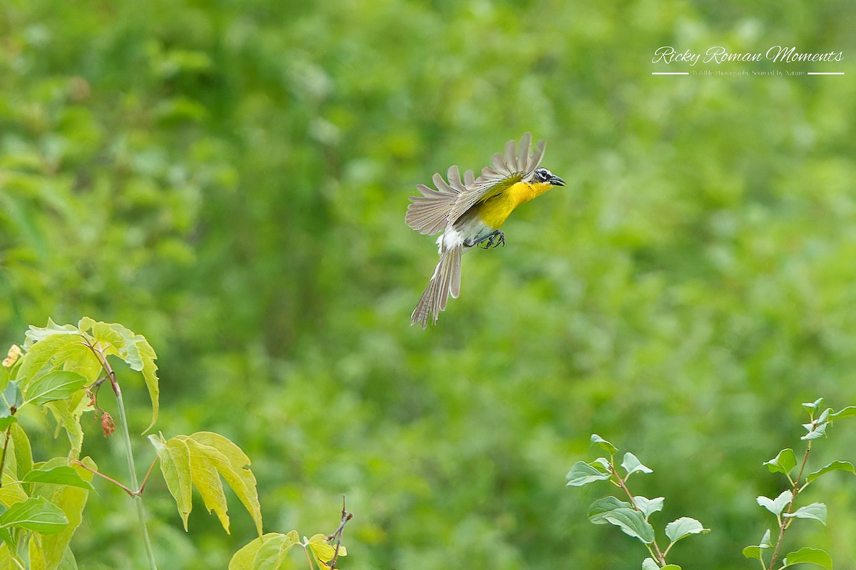 Yellow-breasted Chat - ML591129561