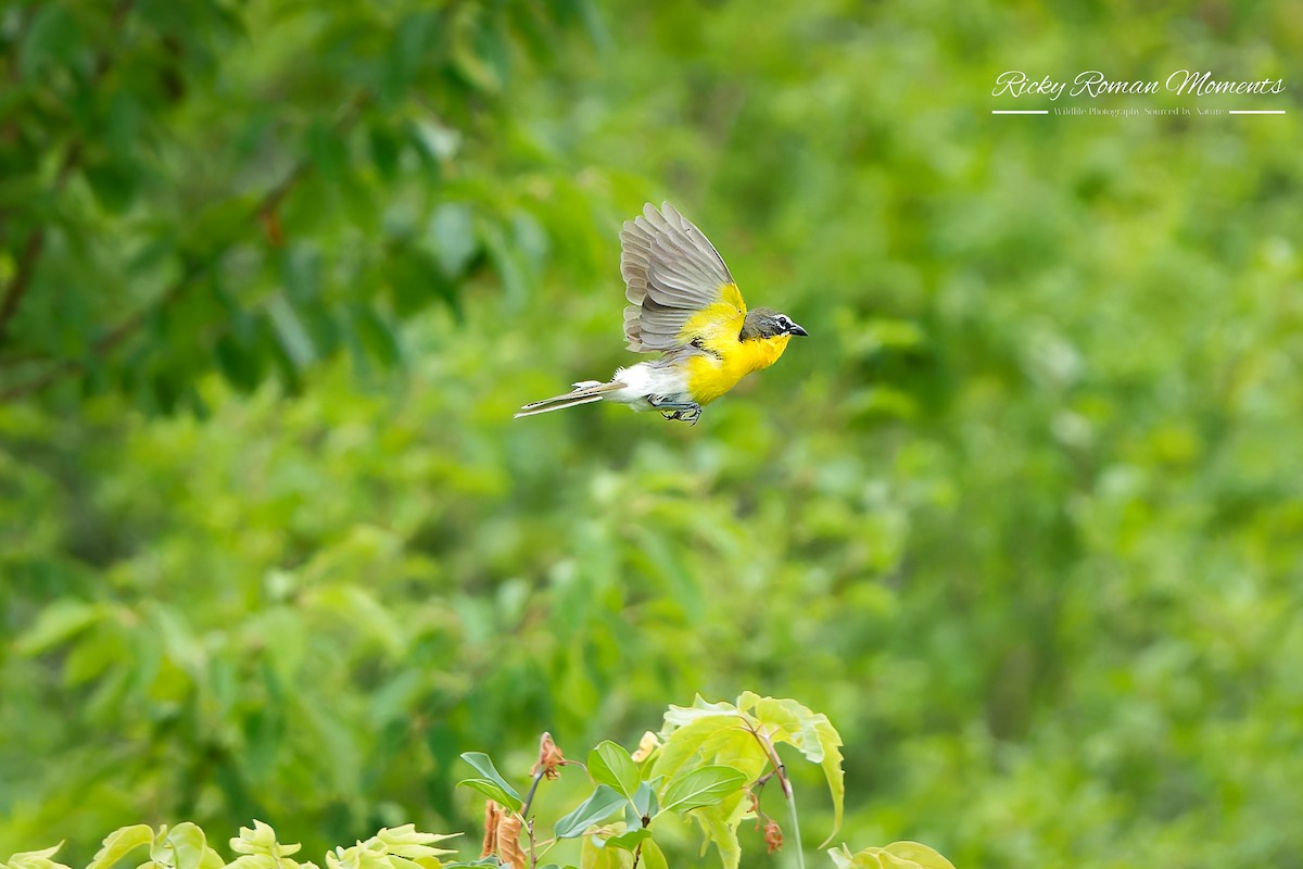 Yellow-breasted Chat - ML591129571