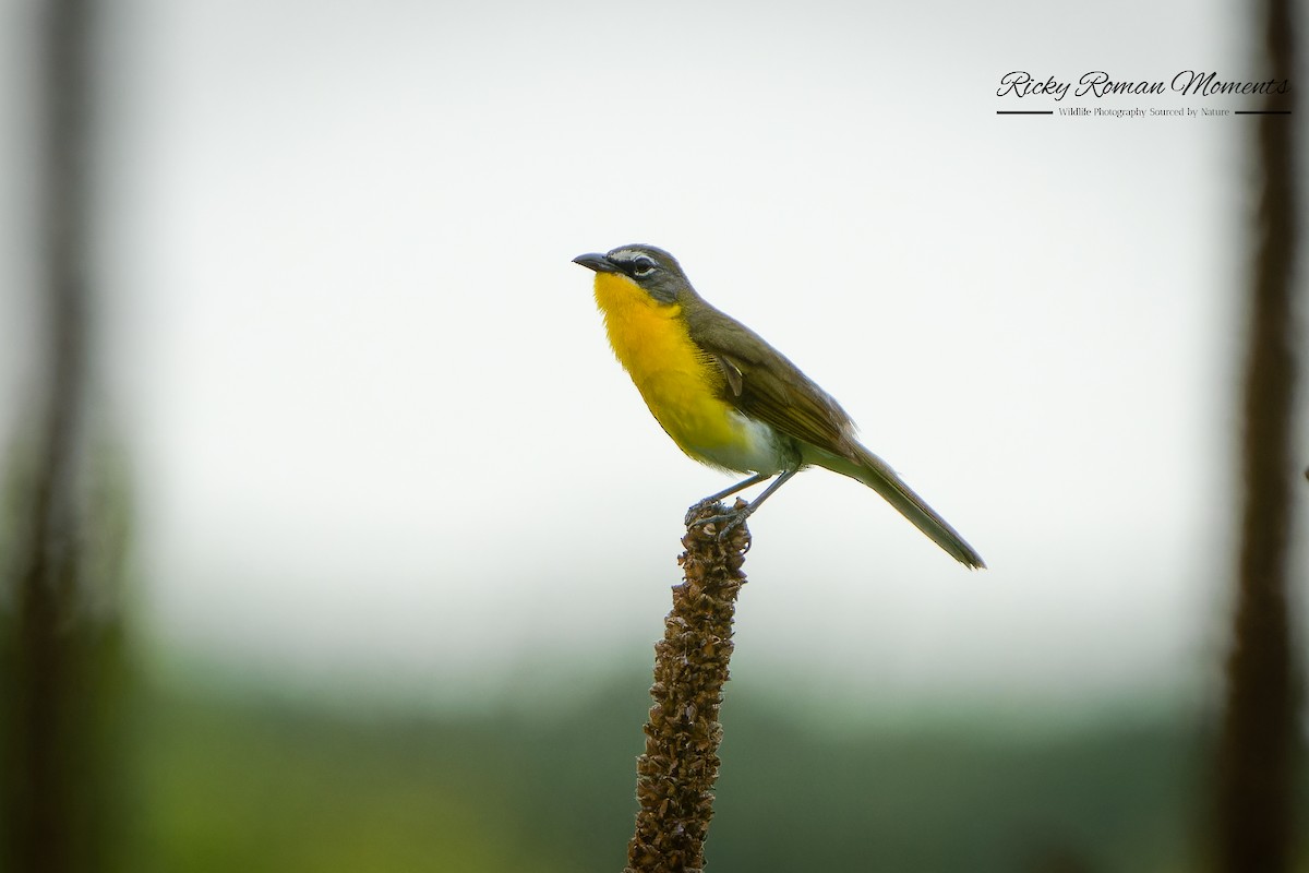 Yellow-breasted Chat - ML591129581