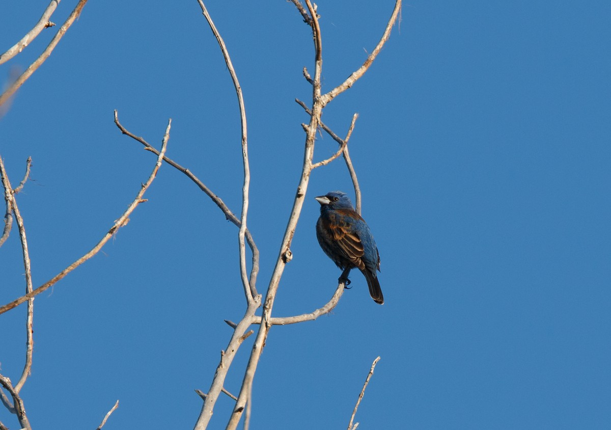 Blue Grosbeak - Simon Best