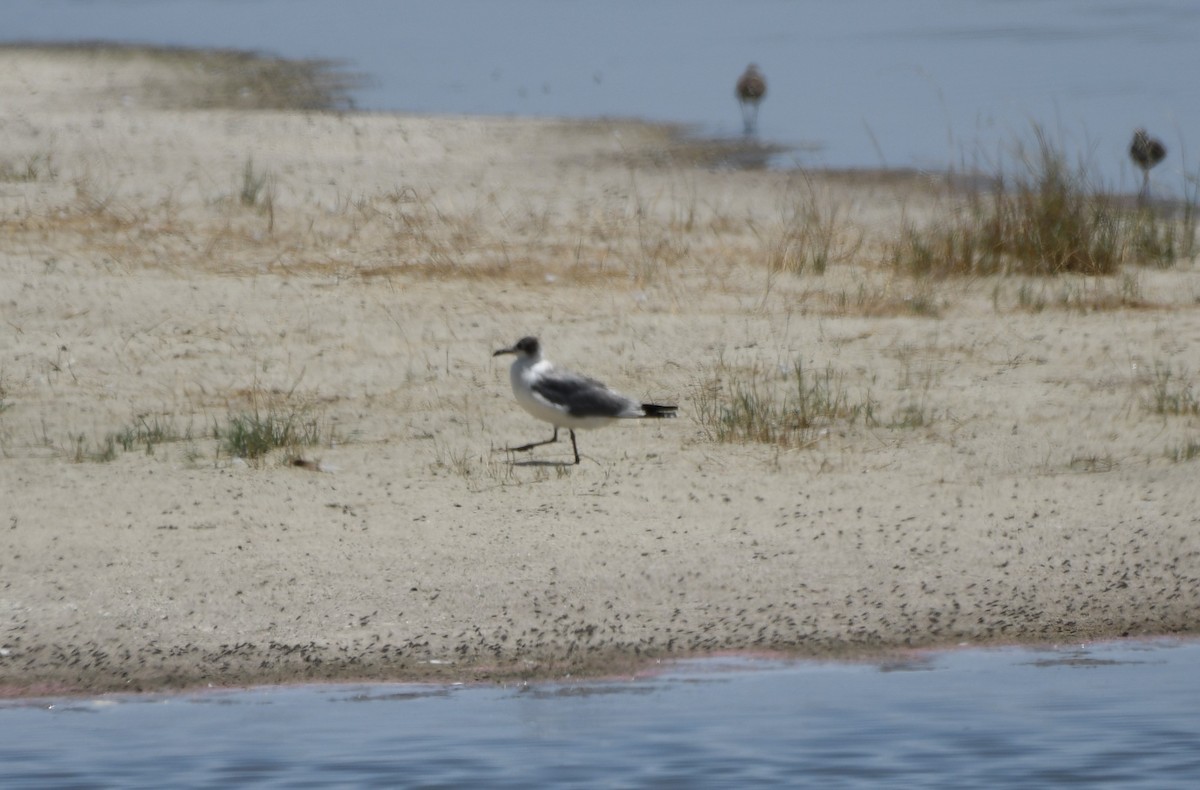 Franklin's Gull - ML591130721