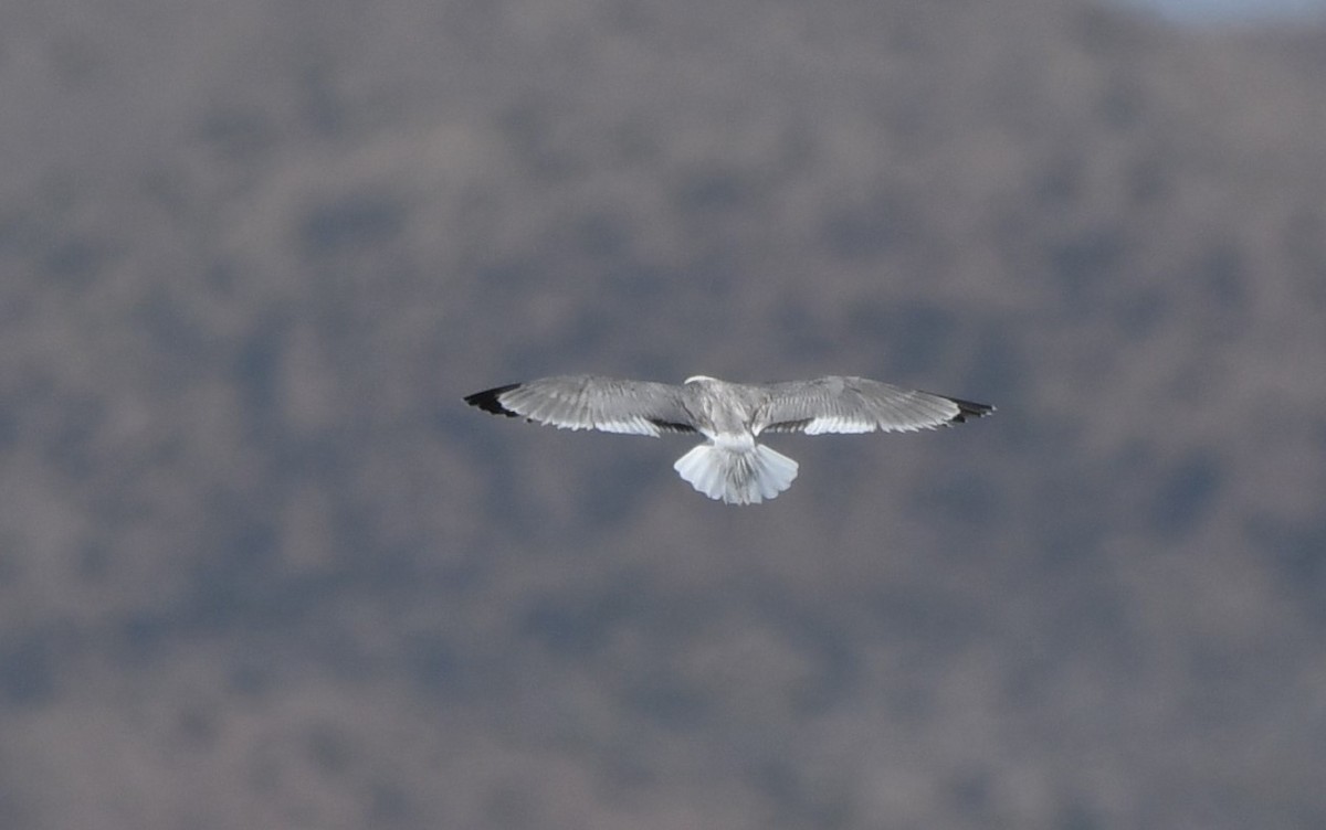 Franklin's Gull - ML591130731