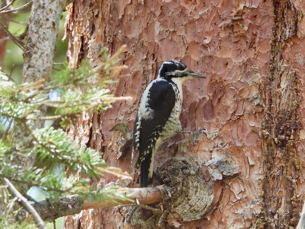 American Three-toed Woodpecker - ML591130781