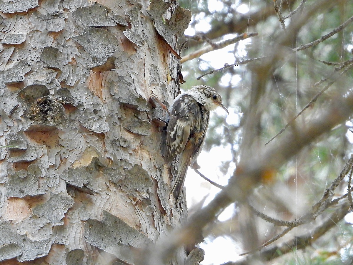 Brown Creeper - ML591130961