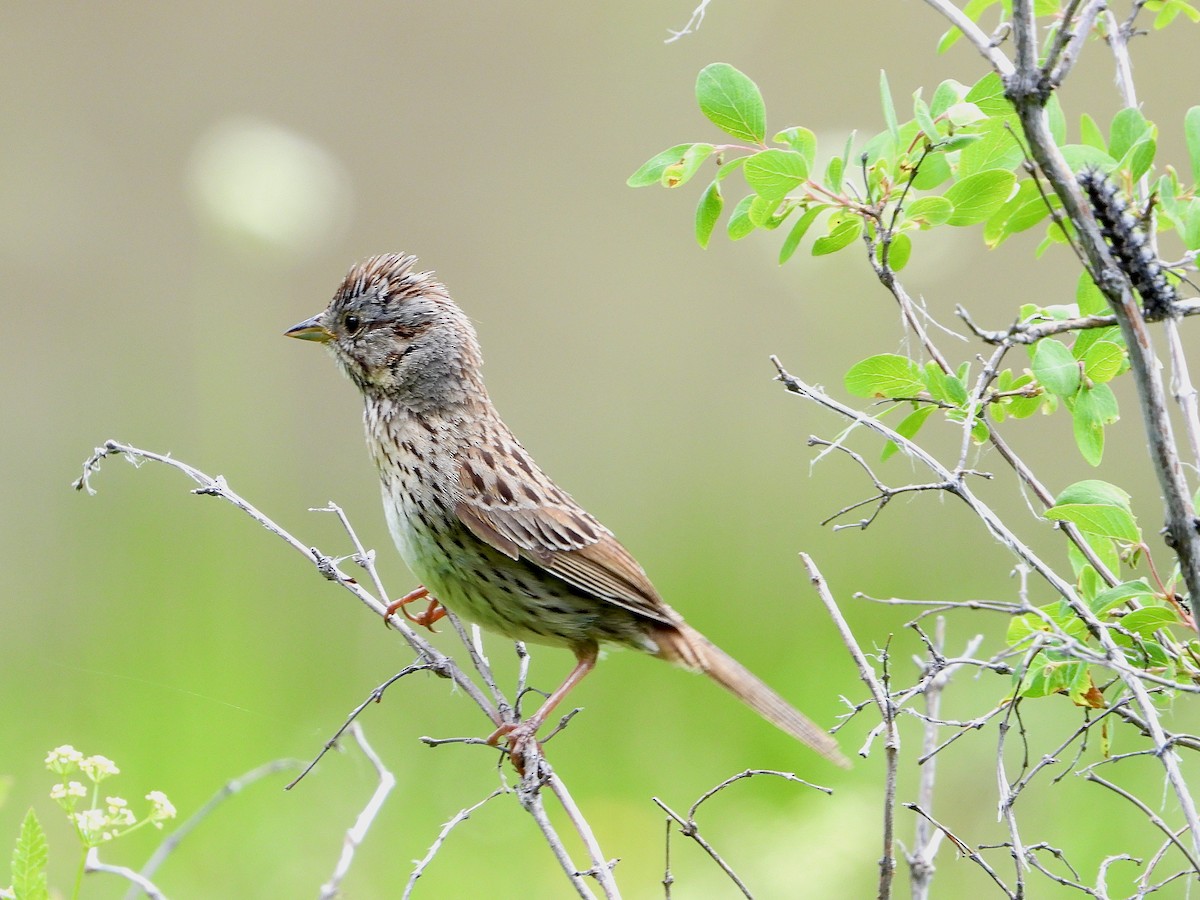Lincoln's Sparrow - ML591131001