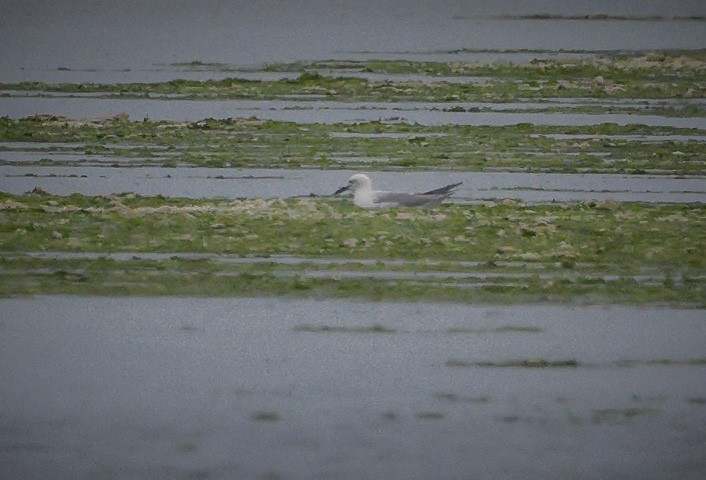 Slender-billed Gull - ML591132711