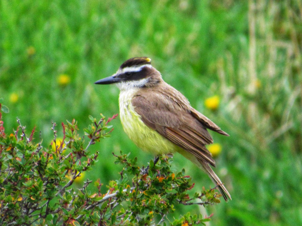 Great Kiskadee - ML591133081