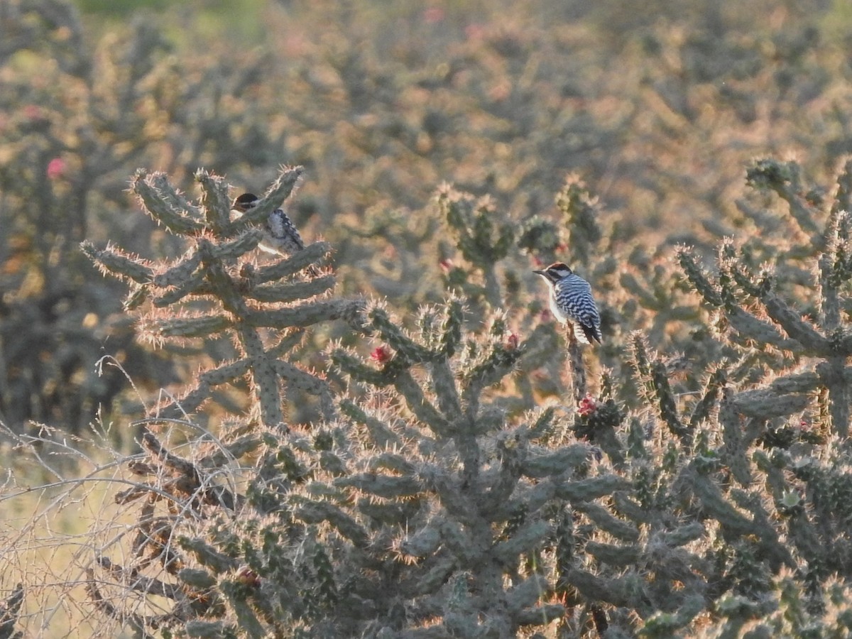 Ladder-backed Woodpecker - ML591133111