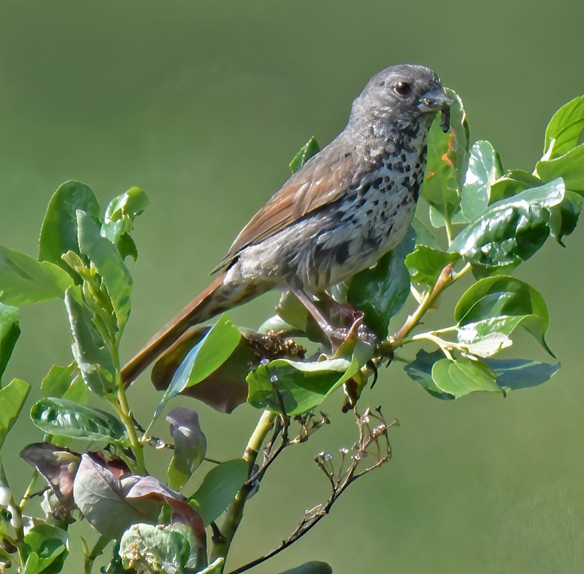 Fox Sparrow - Doug Hogg