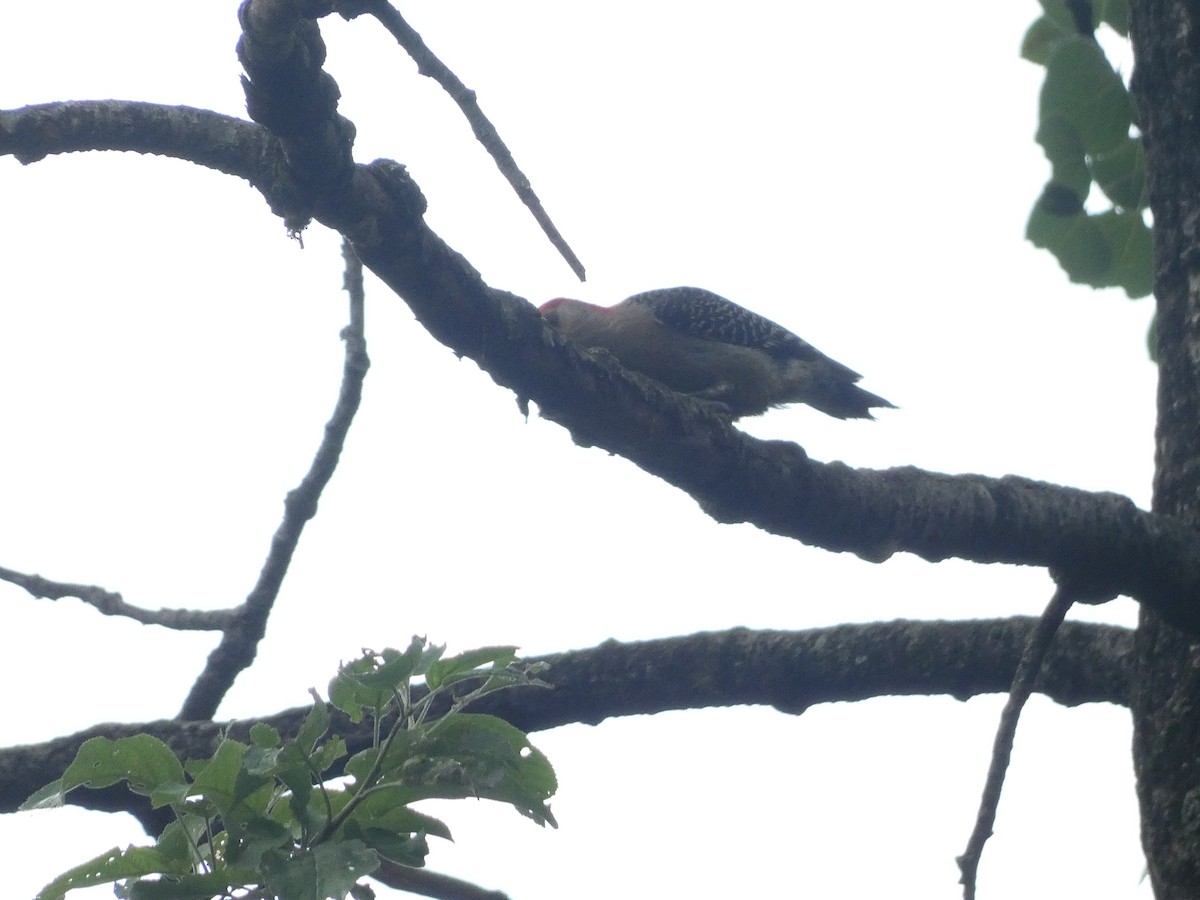 Red-bellied Woodpecker - ML591135011