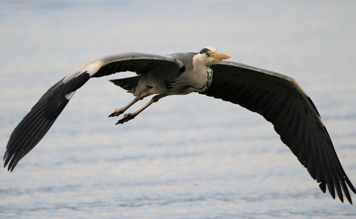 Gray Heron - ML591135081