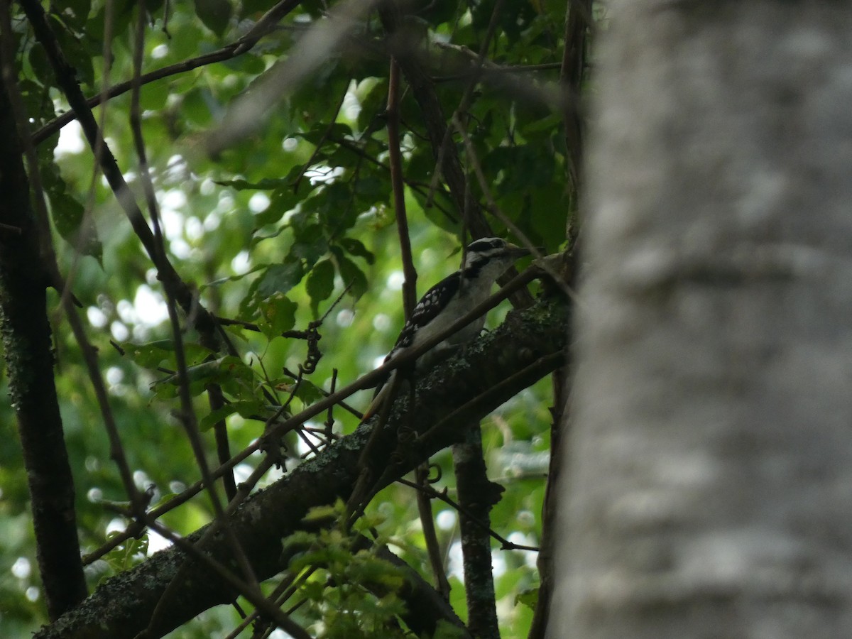 Hairy Woodpecker (Eastern) - ML591135181