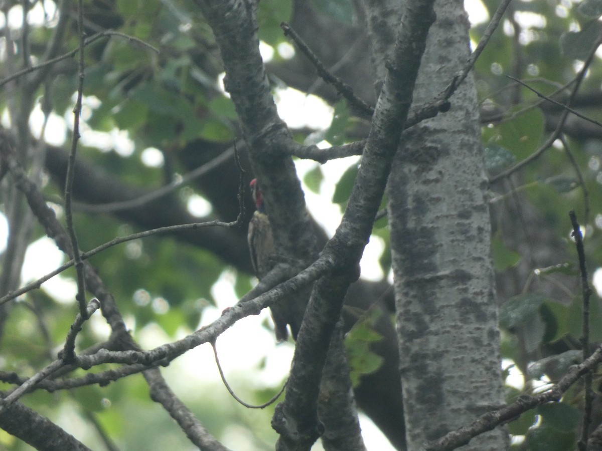 Yellow-bellied Sapsucker - ML591136081