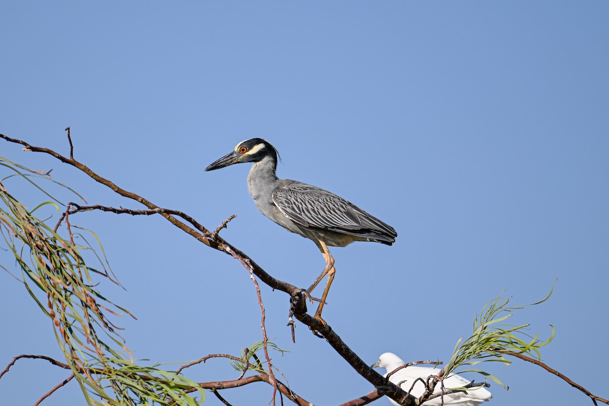 Yellow-crowned Night Heron - ML591136181